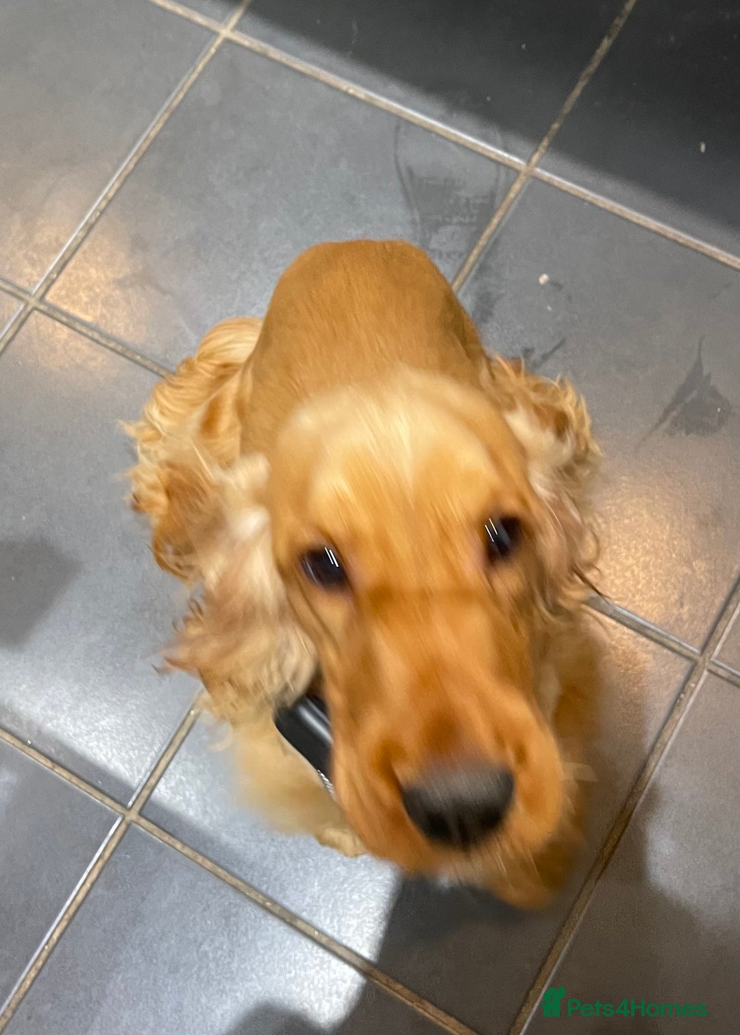 Cocker Spaniel dogs for sale: Golden show type Cocker spaniel male  - Image 4