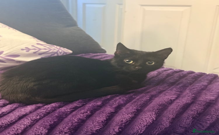 Mixed Breed cats 3 Kittens for rehoming - Advert 5