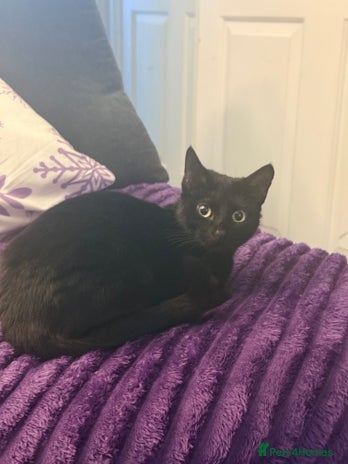 Mixed Breed cats 3 Kittens for rehoming - Advert 1