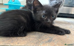 Russian Blue cats for sale: Russian Blue x Ragdoll Kittens - Image 14