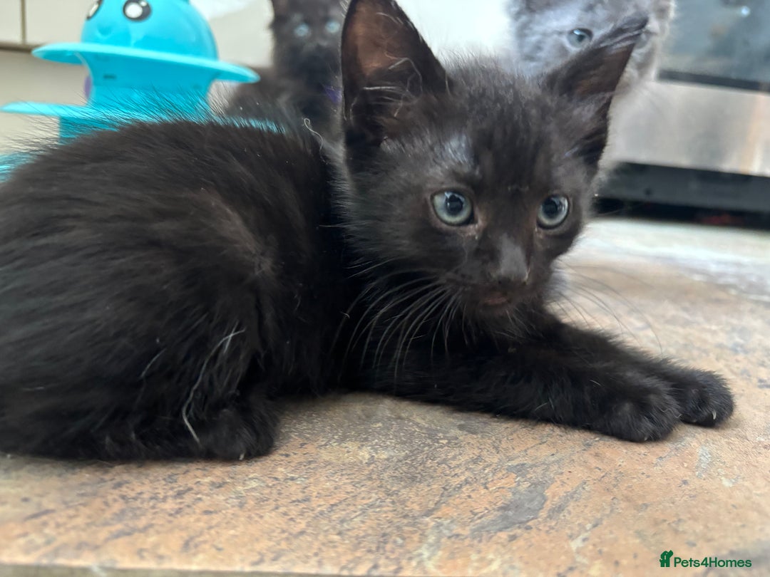 Russian Blue cats for sale: Russian Blue x Ragdoll Kittens - Image 14
