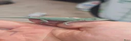 Anole reptiles for sale: Anolis allisoni - Advert 3