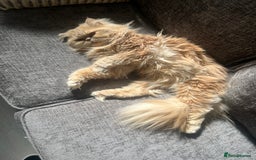 Persian cats for sale: Male Persian for sale - Advert 5