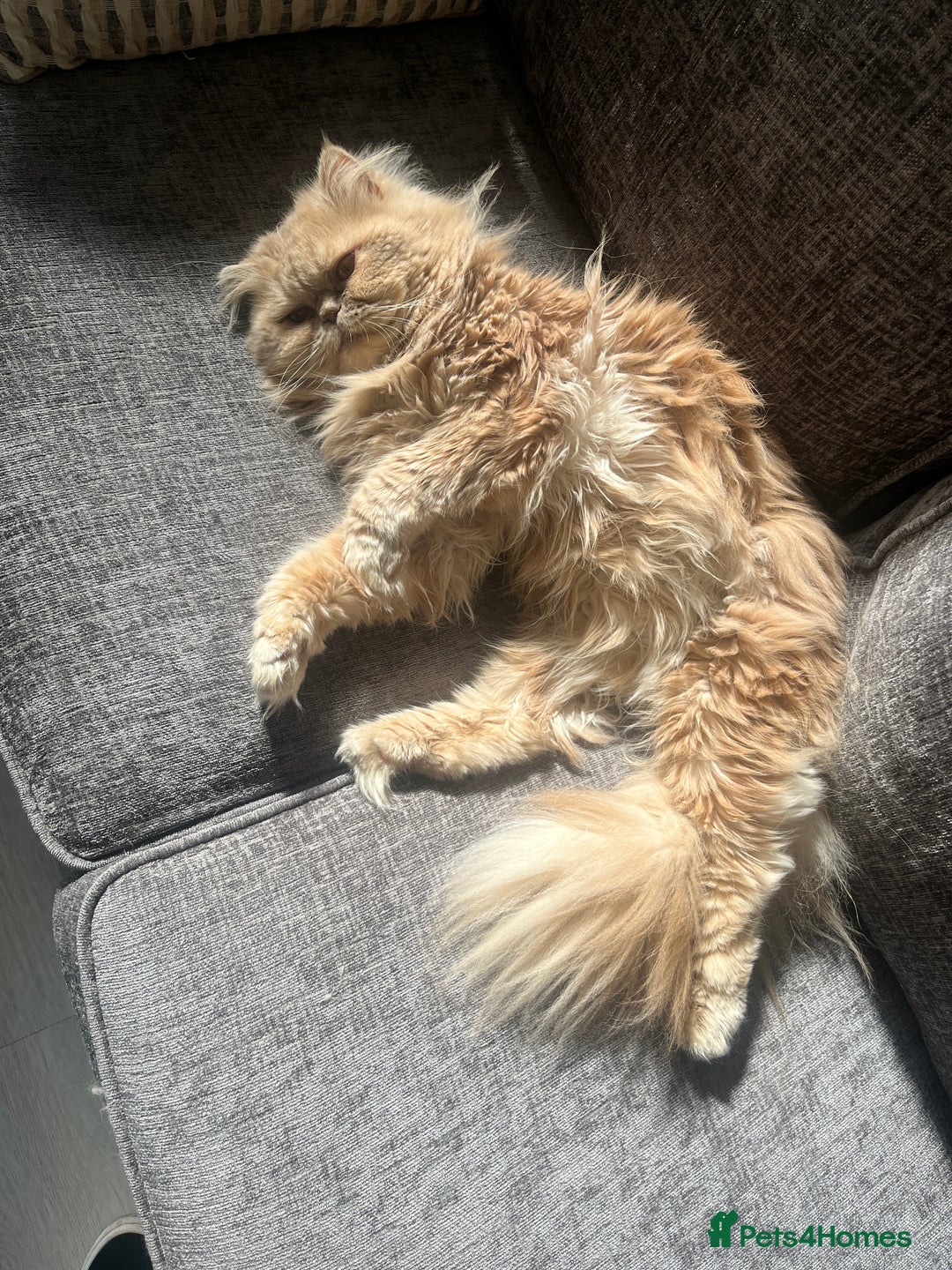 Persian cats for sale: Male Persian for sale - Advert 5