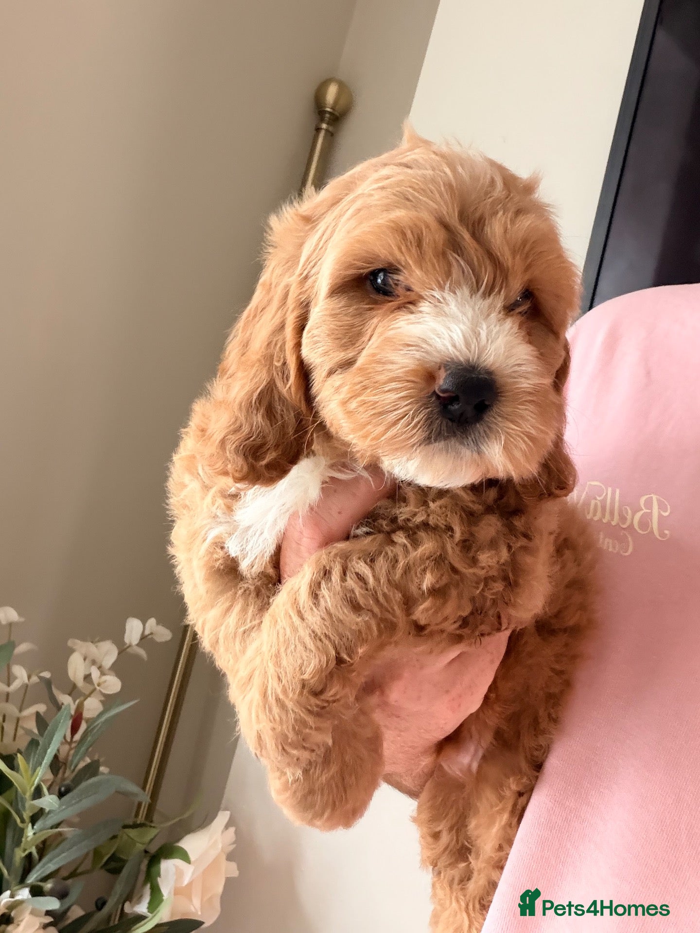 Cockapoo dogs Only 1 handsome boy Left. F1 Cockapoos  - Advert 2