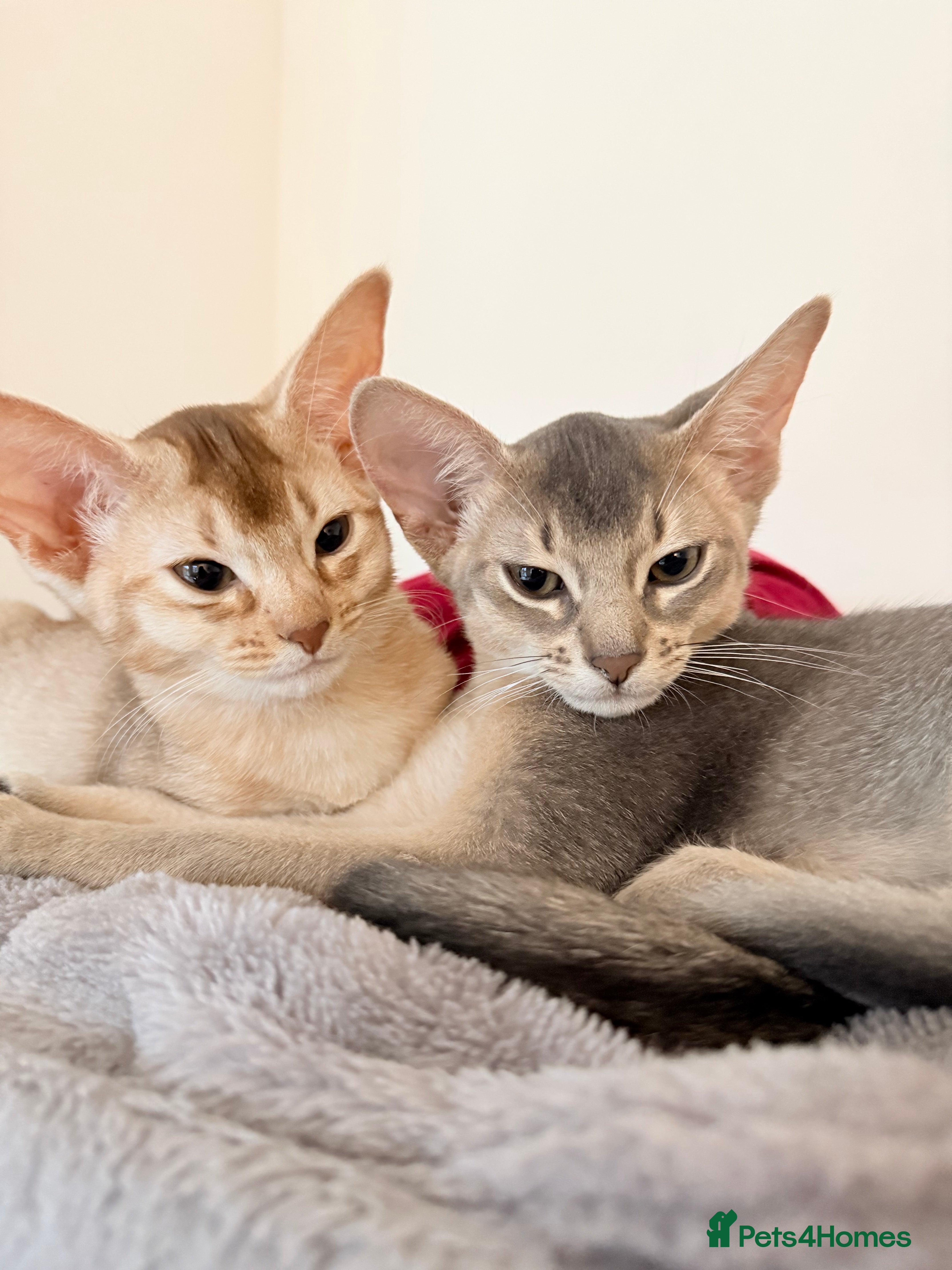 Abyssinian cats Abyssinian Kittens 🐾 - Advert 1