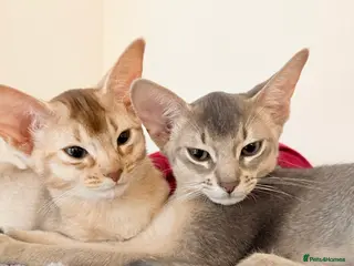 Abyssinian cats Abyssinian Kittens 🐾 - Advert 1