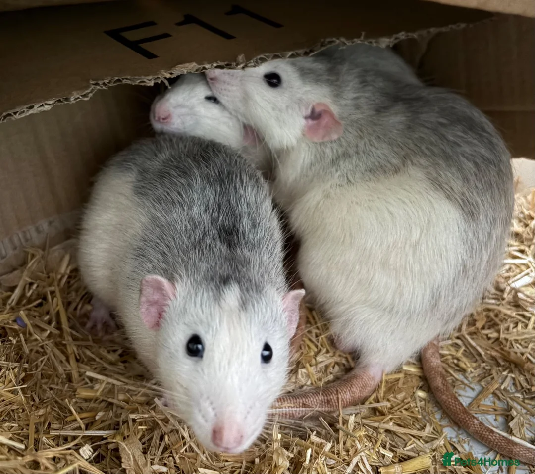 Rat rodents for sale: Beautiful tame male rats and possible females  - Advert 7