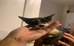 Mixed Breed cats for sale: CUTE KITTEN READY FOR A NEW HOME - Image 1
