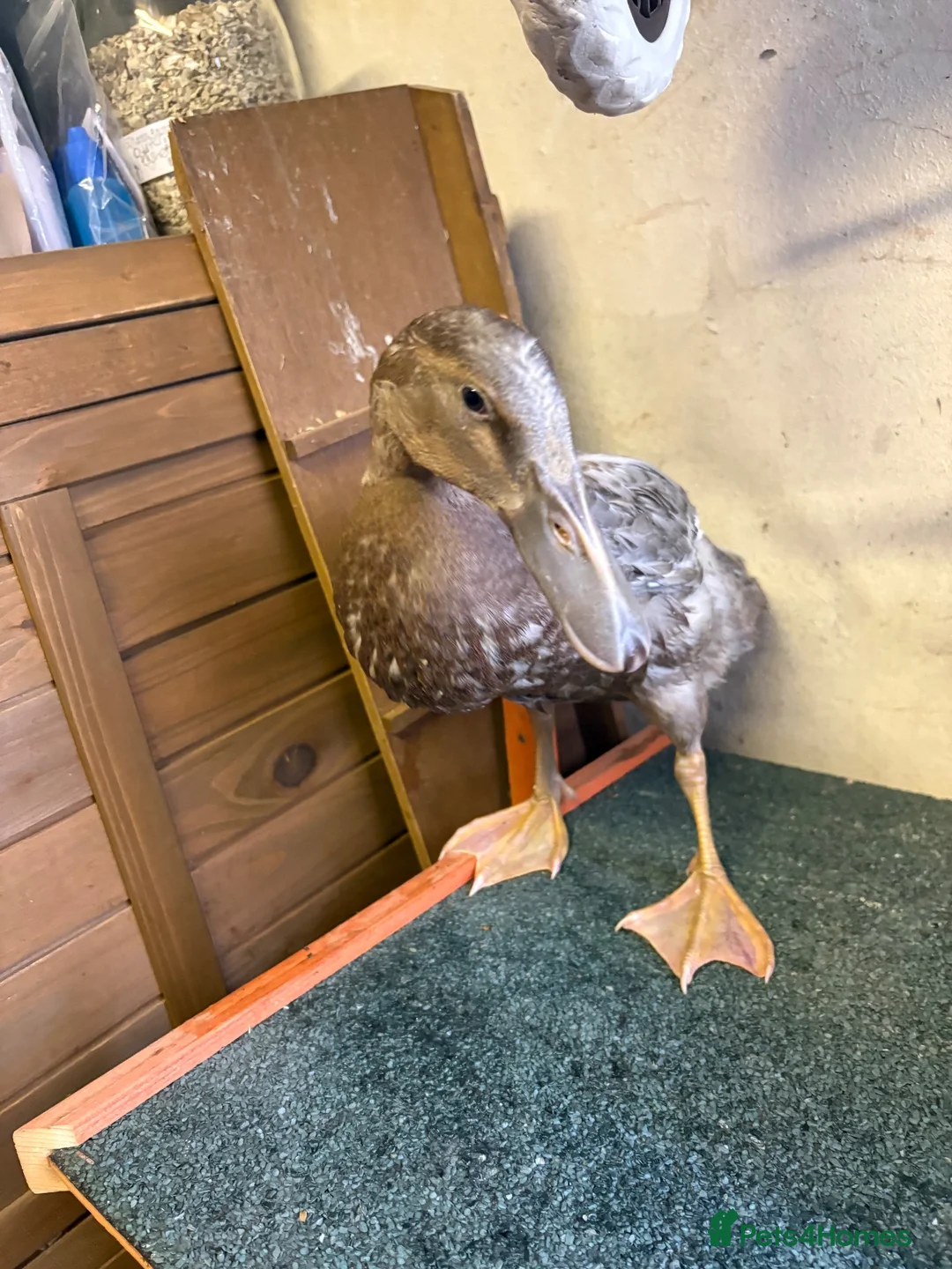 Ducks poultry for sale: Three Indian Runner Ducks  - Advert 2