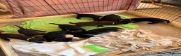 Labrador Retriever dogs for sale: Gorgeous Labrador Puppies – Ready Now 🐾 - Advert 15