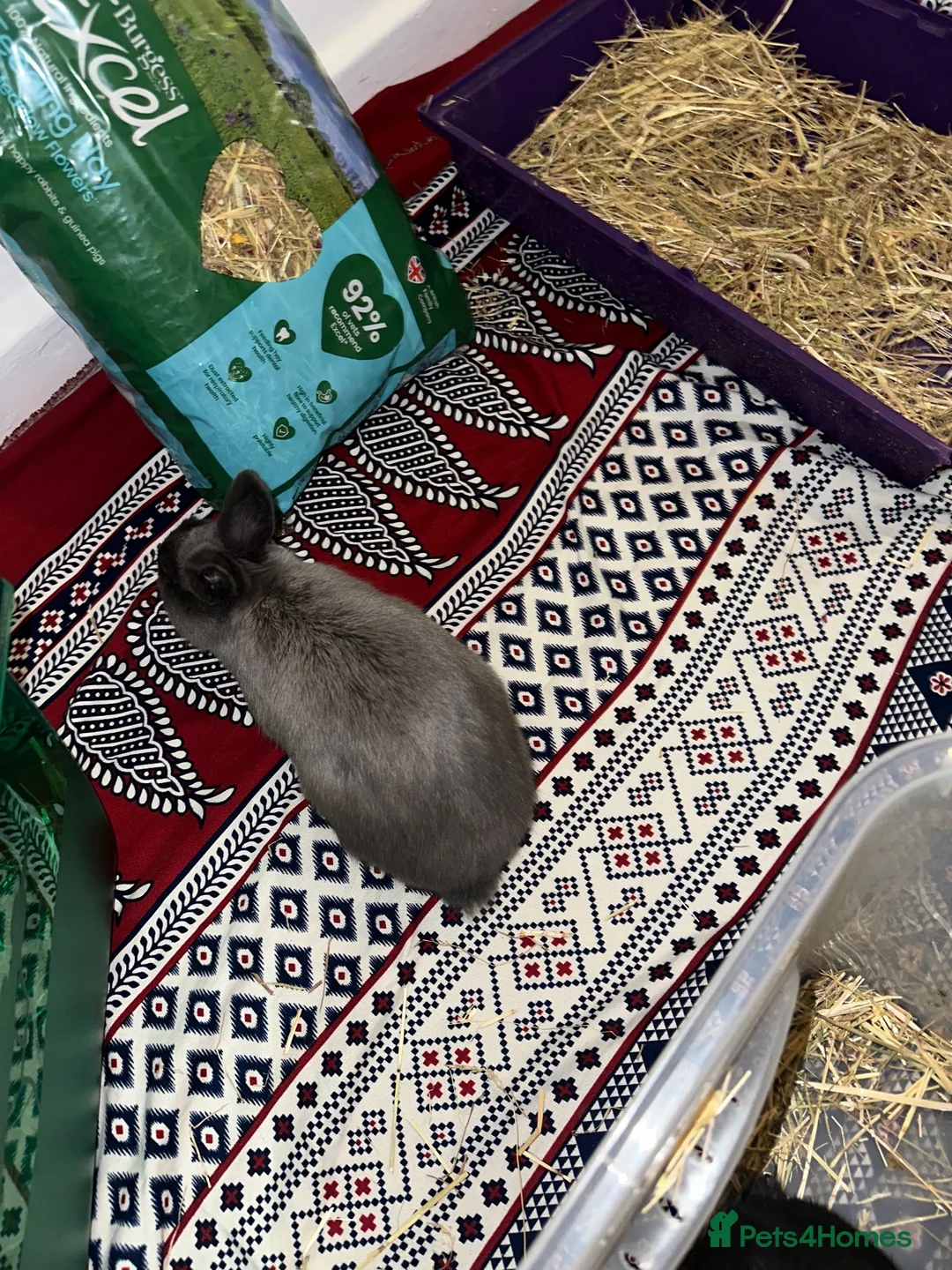 Netherland Dwarf rabbits for sale: baby dwarf rabbit in Burnley - Advert 7