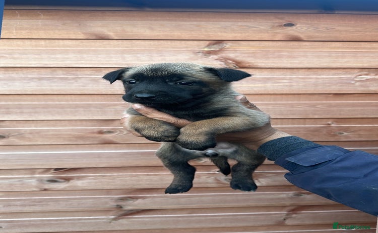 Belgian Shepherd Dog dogs - Advert 1