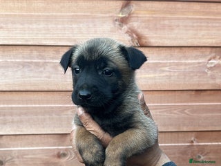 Belgian Shepherd Dog dogs Stunning Litter working line Belgian Malinois pups - Advert 8