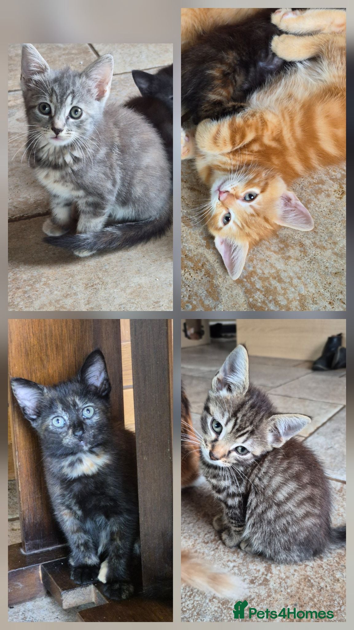 Mixed Breed cats Pretty and playful kittens ready for forever homes - Advert 2