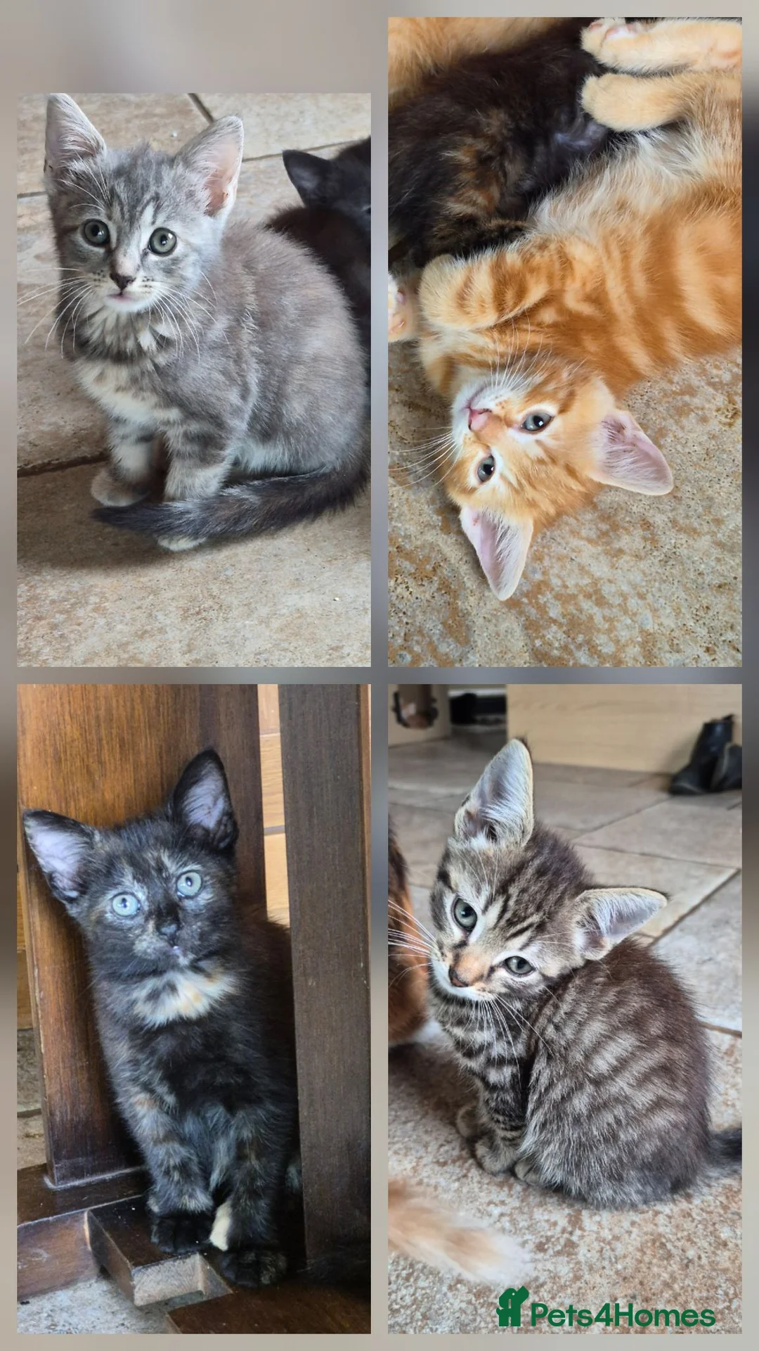 Mixed Breed cats for sale: Pretty and playful kittens ready for forever homes - Advert 1