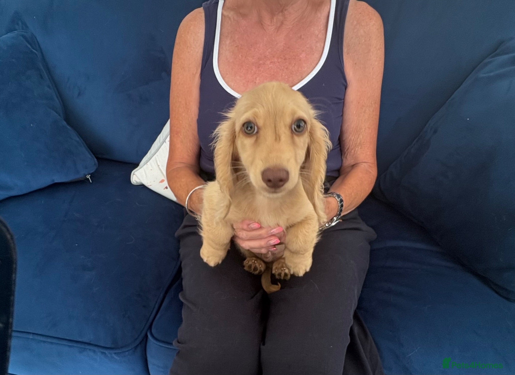 Miniature Dachshund dogs Pure cream long haired last two boy’s remaining  - Advert 1
