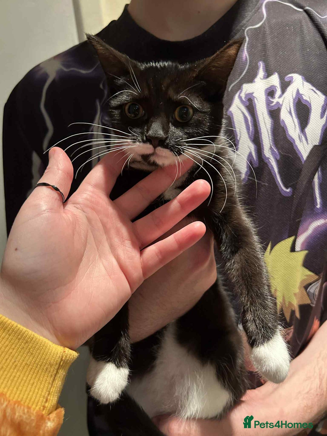 Maine Coon cats for sale: Kittens for sale - Advert 3