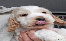 Cocker Spaniel dogs for sale: Stunning show cockers - Image 4