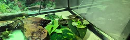 Turtle reptiles for sale: Painted turtles for sale - Advert 18