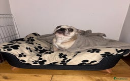 French Bulldog dogs for sale: Pablo - Advert 19