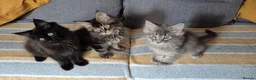 Maine Coon cats for sale: Maine coon kittens  - Advert 11