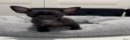 Chihuahua dogs for sale: READY TO GO Chihuahua puppies 2x boys 1x girl  - Advert 8