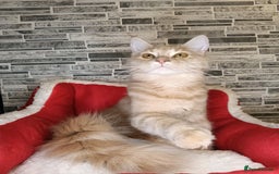 Maine Coon cats for sale: Maine coon kittens 'PuuureLove'  - Image 12