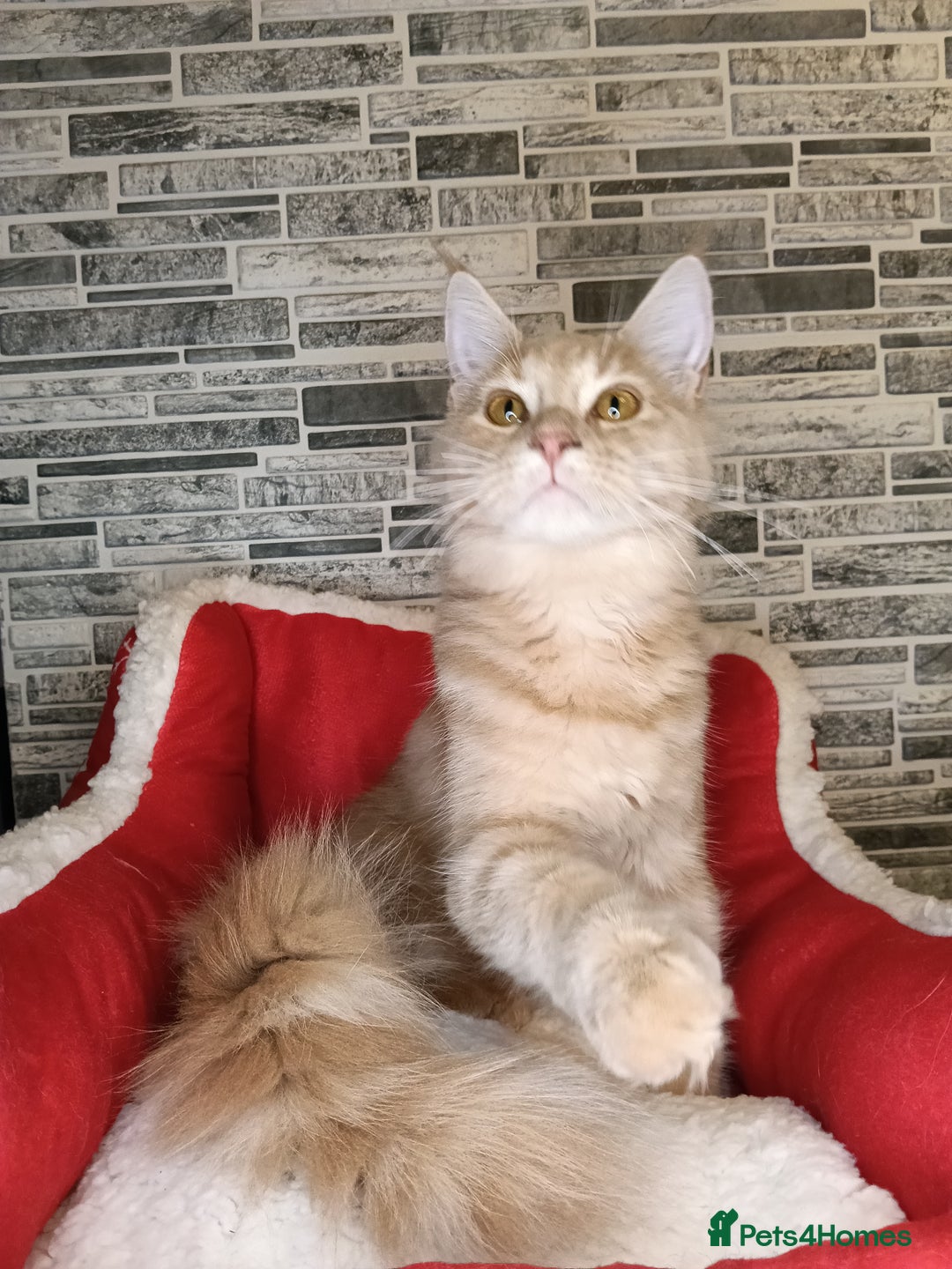 Maine Coon cats for sale: Maine coon kittens 'PuuureLove'  - Image 12