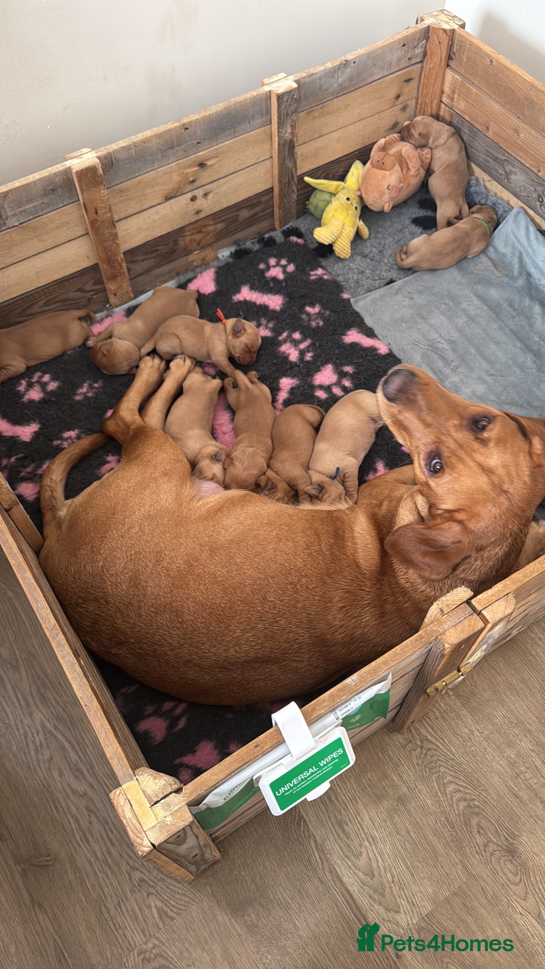 Labrador Retriever dogs for sale: Fox red Labrador puppies - Advert 2