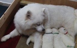 Samoyed dogs for sale: Samoyed puppies - fluff and joy - Image 2