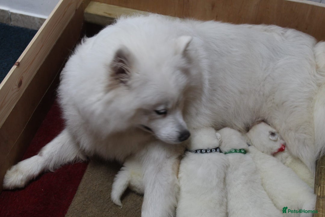 Samoyed dogs for sale: Samoyed puppies - fluff and joy - Image 2