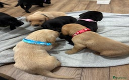 Labrador Retriever dogs for sale: 8 Labrador pups last black female available  - Image 10