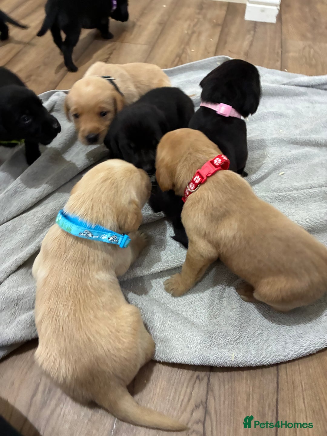 Labrador Retriever dogs for sale: 8 Labrador pups last black female available  - Image 10