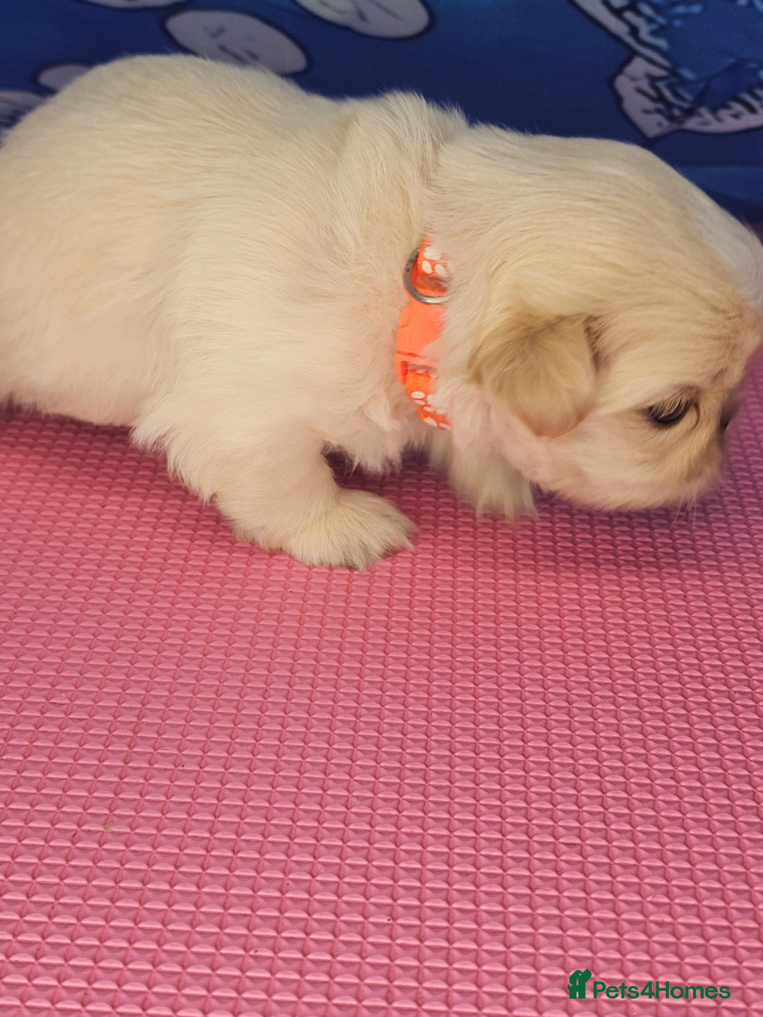 Shih Tzu dogs for sale: Pedigree smallest possible size Shih Tzu - Advert 22