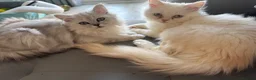 Persian cats for sale: I have two kittens  - Advert 12
