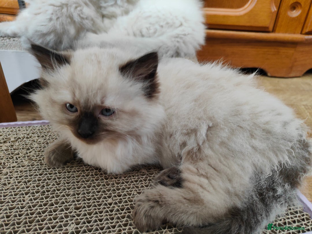 Ragdoll cats for sale: Ragdoll  - Image 3