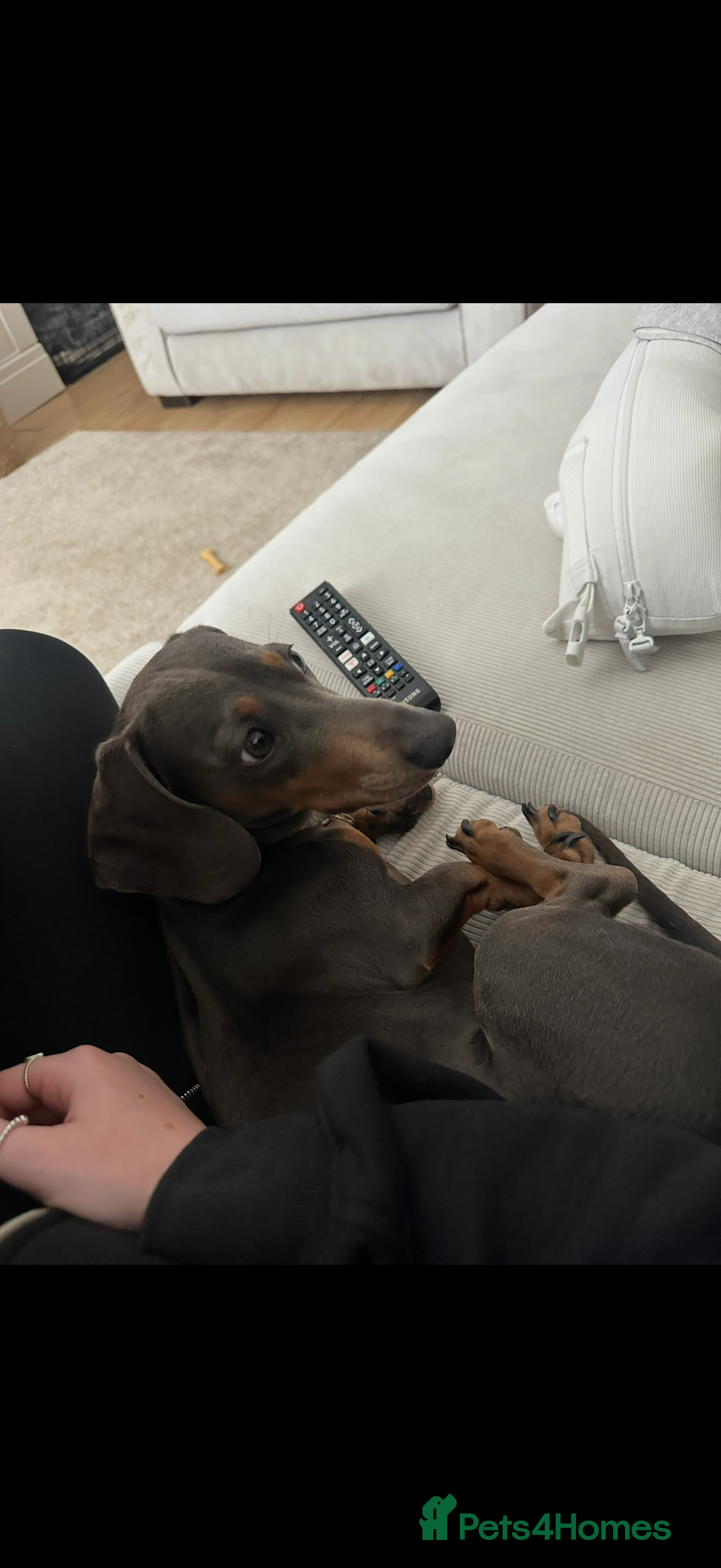 Miniature Dachshund dogs for sale: 2.5 years old miniature dachshund. Blue  - Advert 7