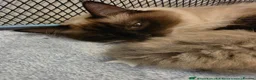 Ragdoll cats for sale: Seal Mink Sepia Ragdoll Kitten  - Advert 6