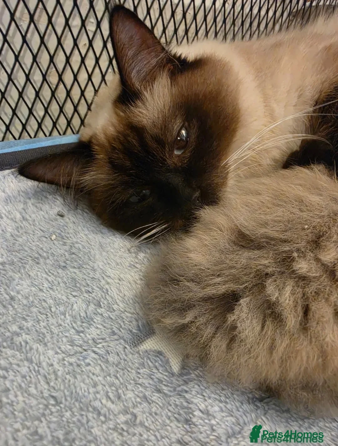 Ragdoll cats for sale: Seal Mink Sepia Ragdoll Kitten  - Advert 6