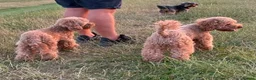 Toy Poodle dogs for sale: Stunning litter of Toy Poodles  - Advert 3
