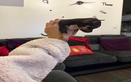 Chihuahua dogs for sale: Chihuahuas for sale  - Image 9