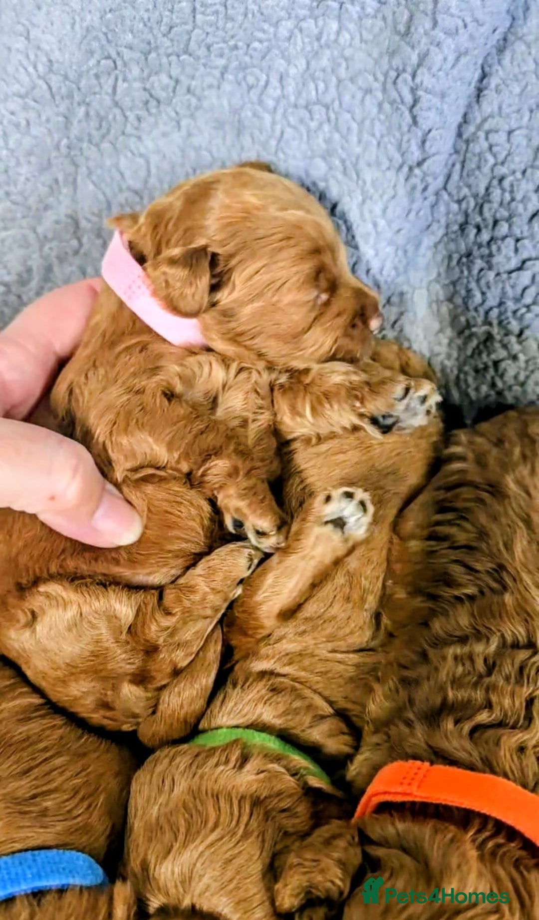 Cockapoo dogs for sale: GENUINE F1B COCKAPOO PUPPIES  - Image 28