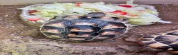 Hermann Tortoise reptiles for sale: Two Herman tortoises  in Salford - Advert 9