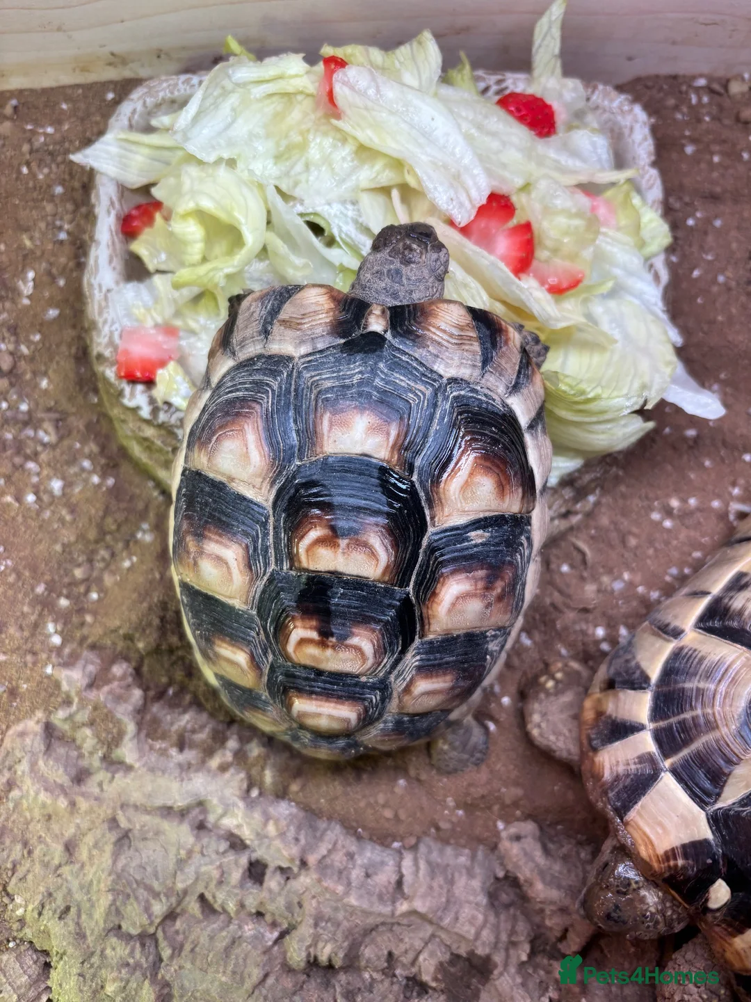 Hermann Tortoise reptiles for sale: Two Herman tortoises  in Salford - Advert 9