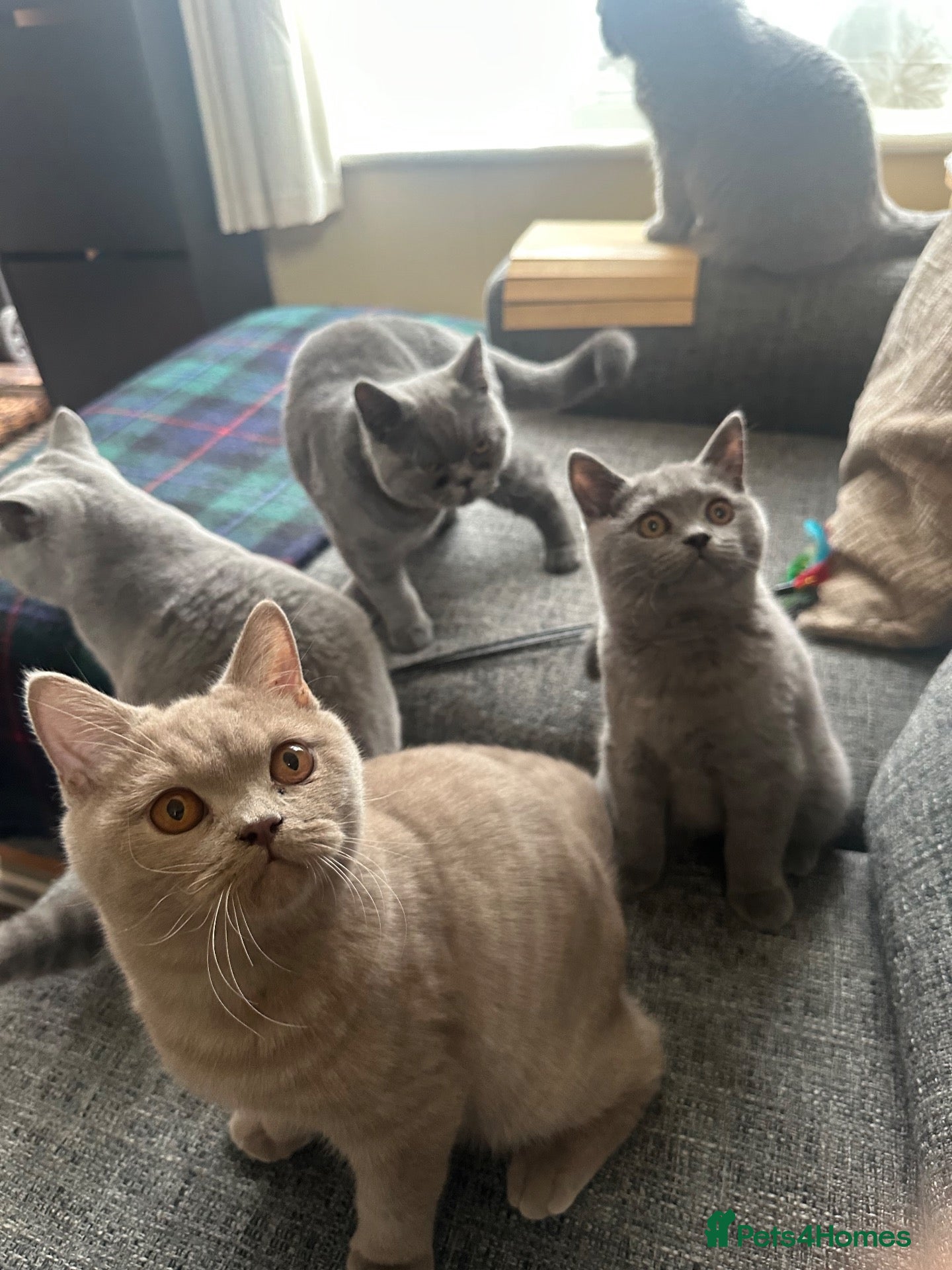 British Shorthair cats British Shorthair GCCF-registered Kittens  - Advert 2