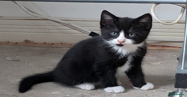 Mixed Breed cats - Advert 9