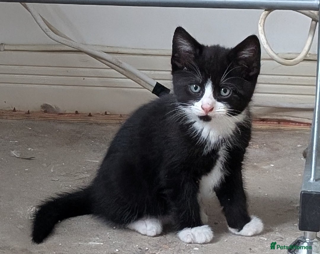 Mixed Breed cats for sale: Healthy kittens - READY NOW ( 8 weeks old )  - Image 13