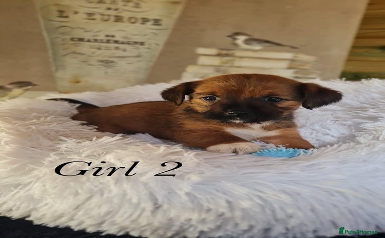 Shorkie dogs - Advert 2