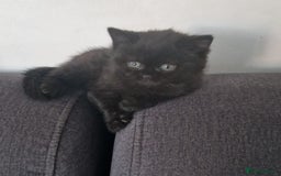 British Shorthair cats for sale: 4 British Shorthair  - Image 8